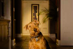 Airedale Sitting in Residential Hallway as Photographed for Owne