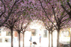 Cherry Blossoms in Village of Yorkville Park as Photographed by